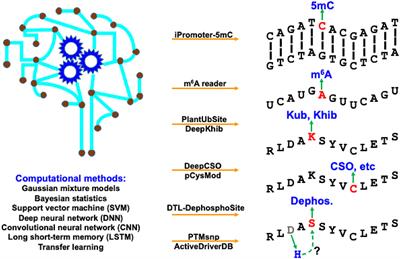 Editorial: Computational Resources for Understanding Biomacromolecular Covalent Modifications